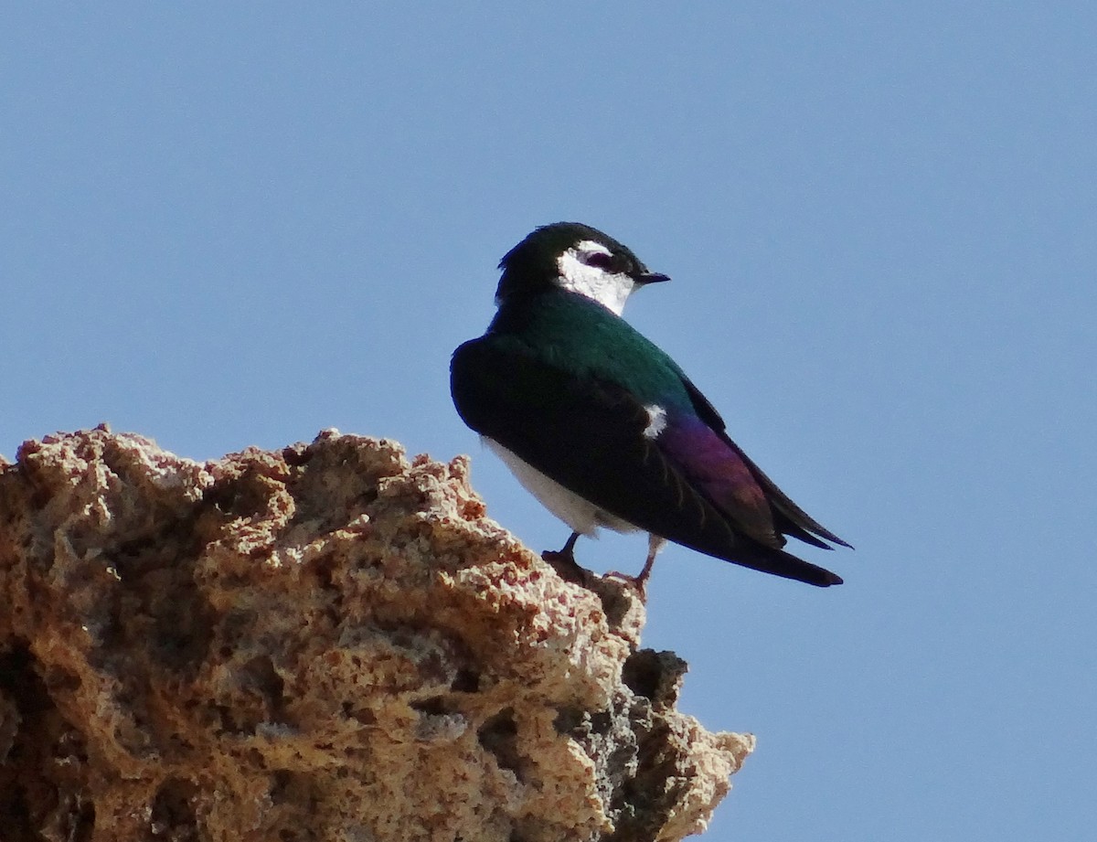 Violet-green Swallow - ML30292211