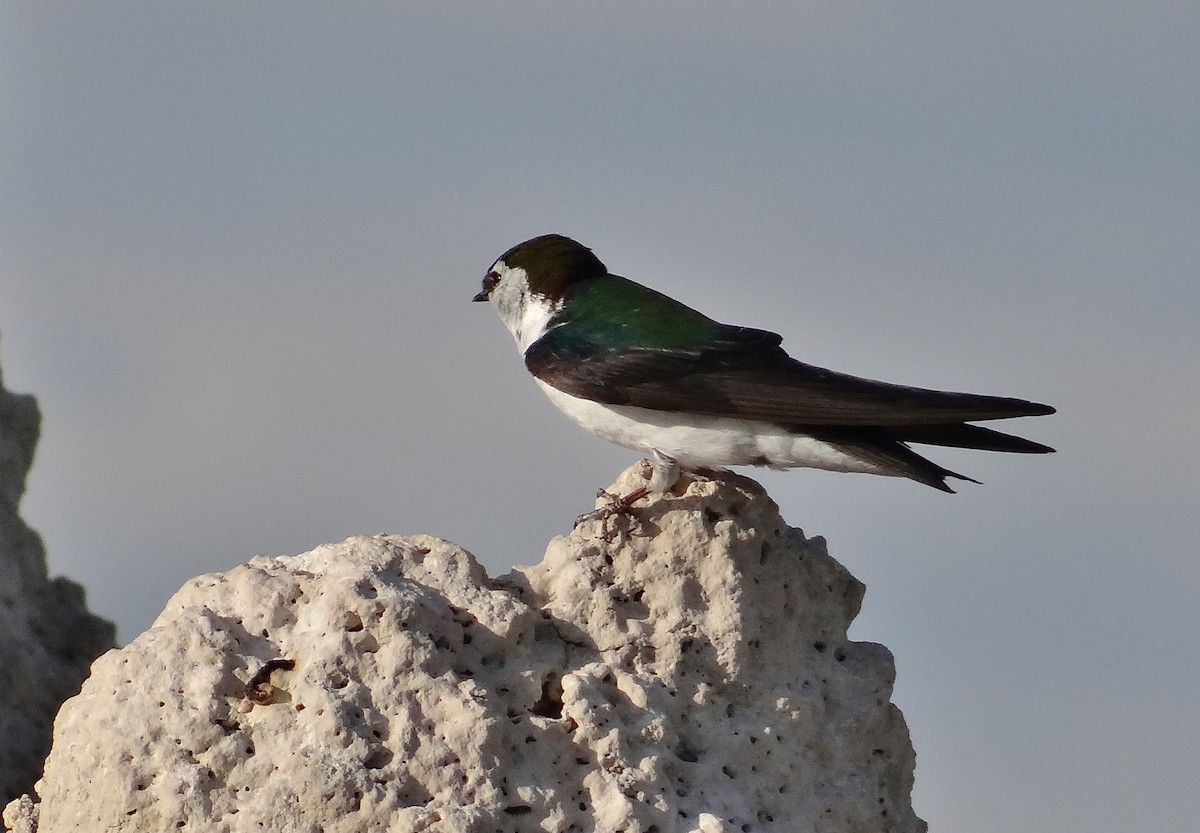 Violet-green Swallow - ML30292231