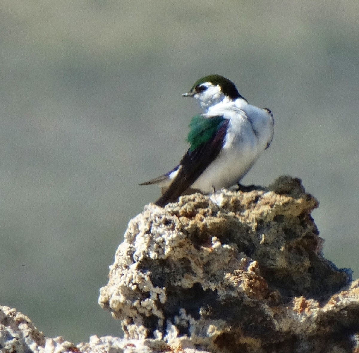 Violet-green Swallow - ML30292271