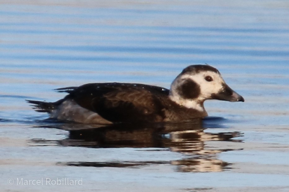 Long-tailed Duck - ML302924921