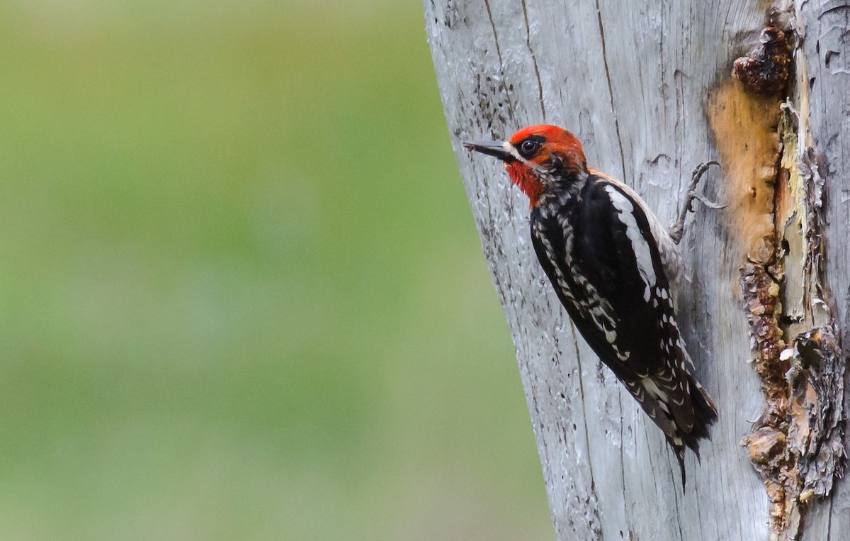 Red-breasted Sapsucker - ML30292611