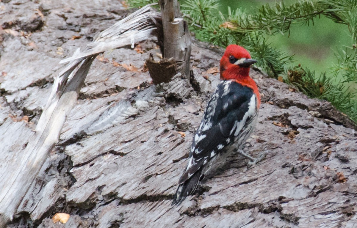 Red-breasted Sapsucker - ML30292621