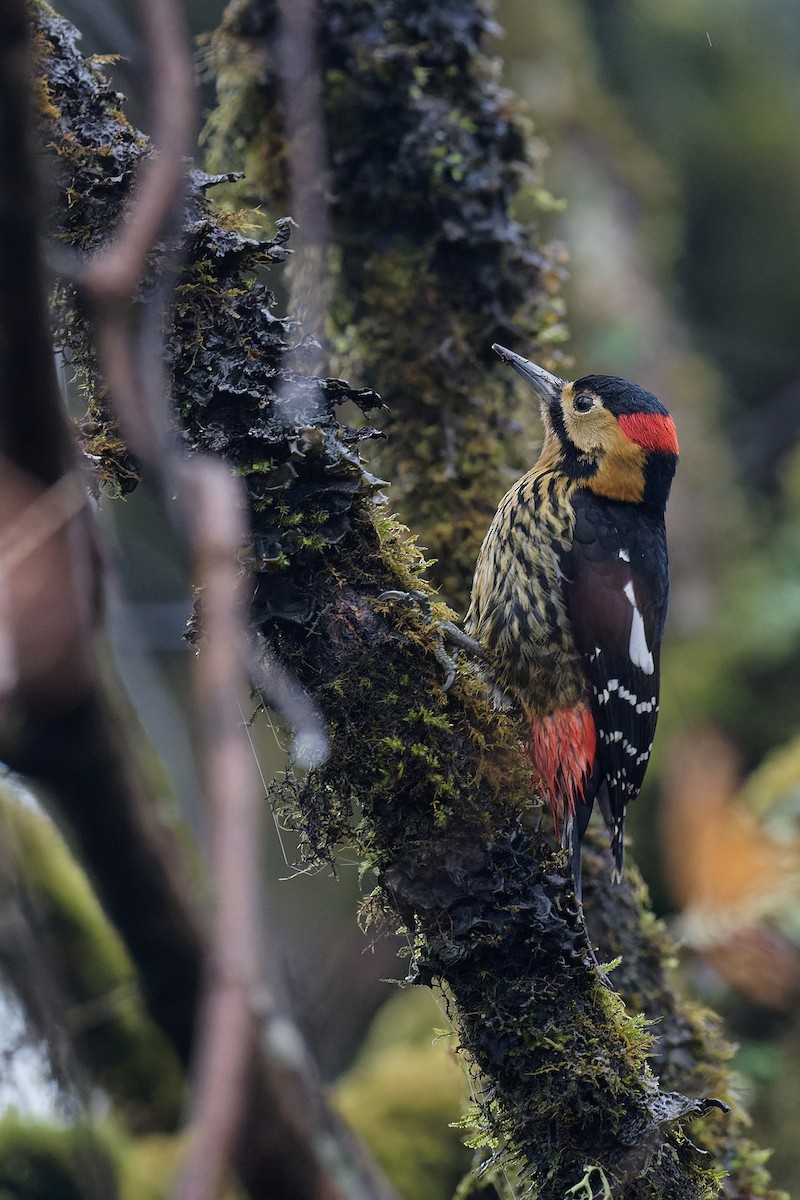 Darjeeling Woodpecker - ML302926231