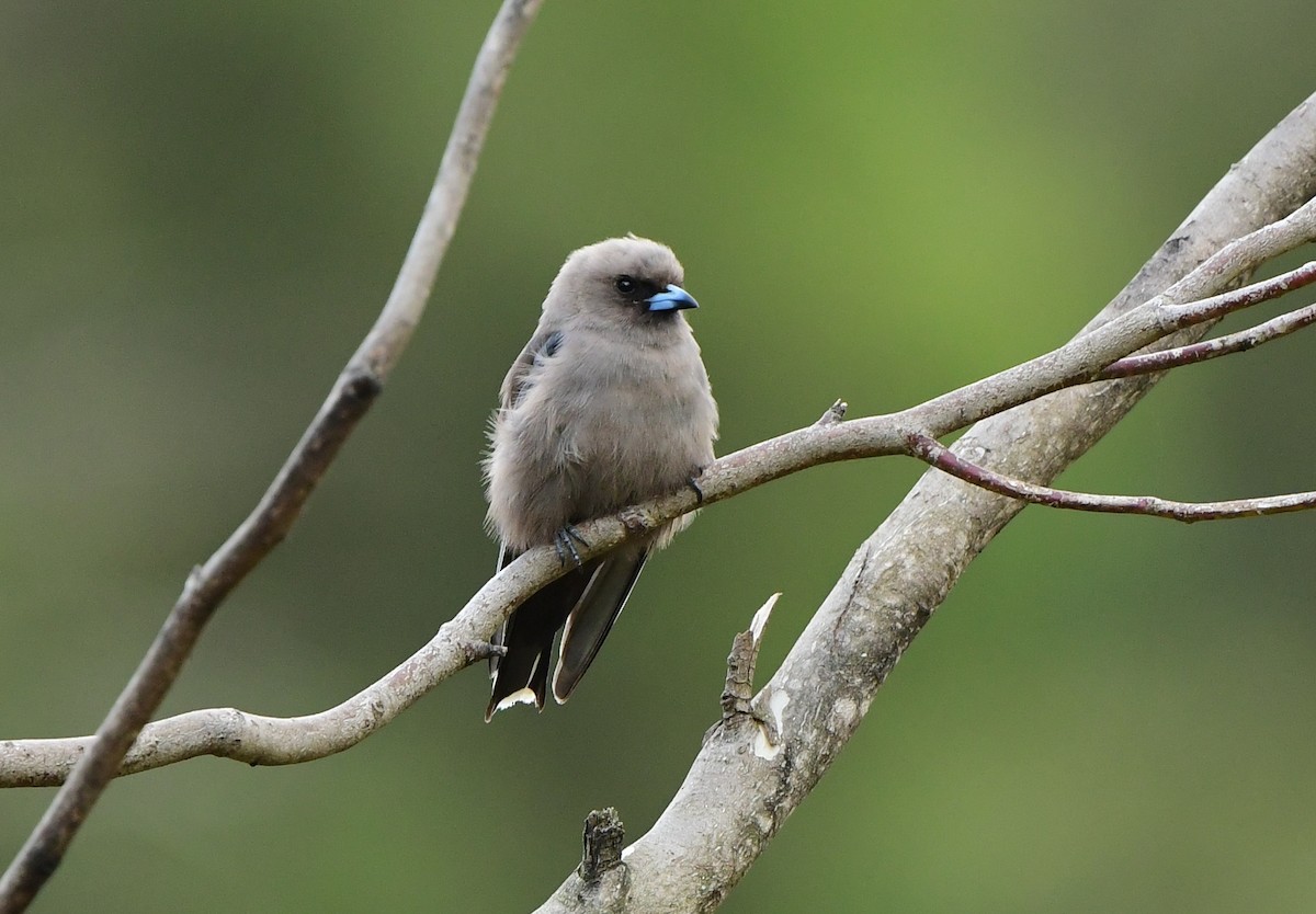 Dusky Woodswallow - Andy Gee