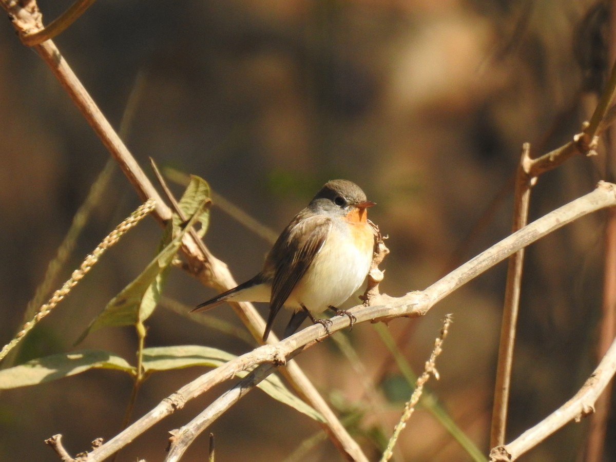 Red-breasted Flycatcher - ML302926801
