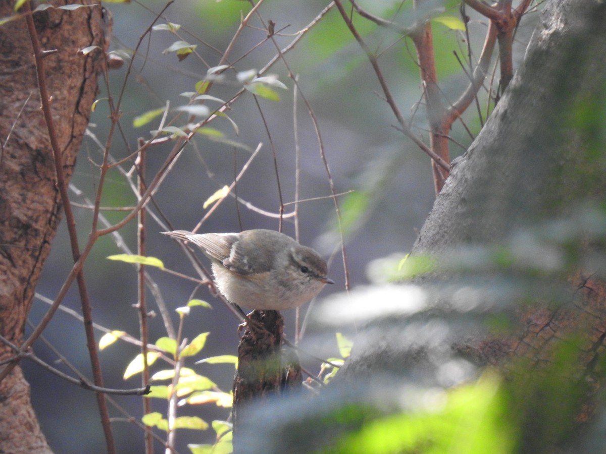 Hume's Warbler - ML302927011
