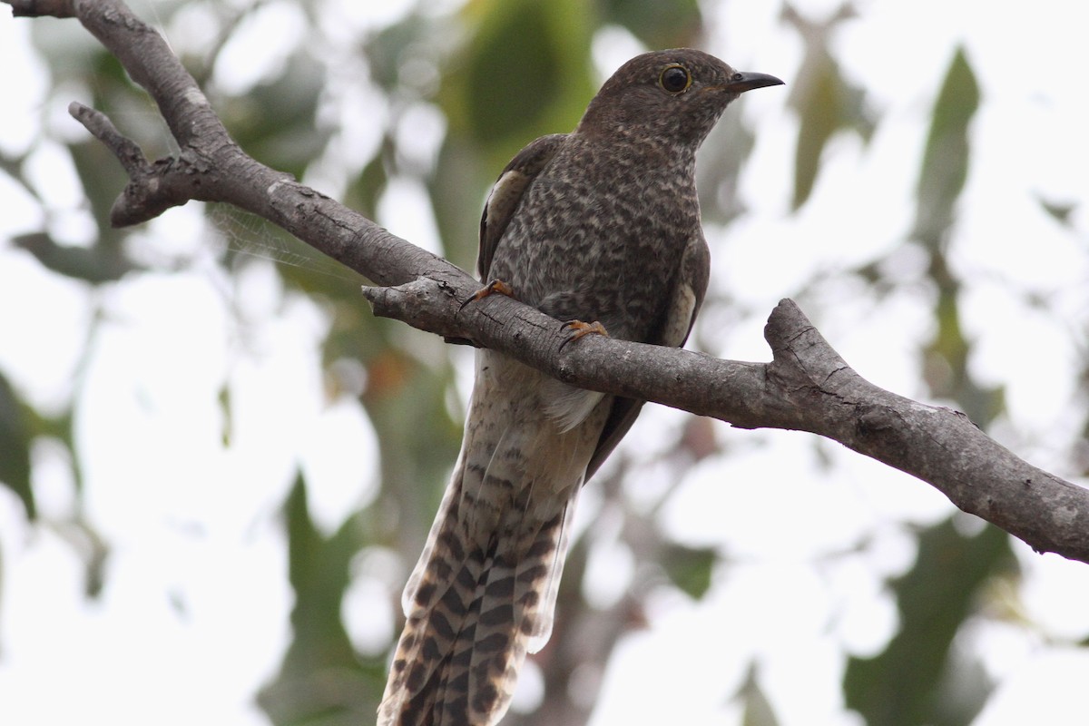 Fan-tailed Cuckoo - ML302927411