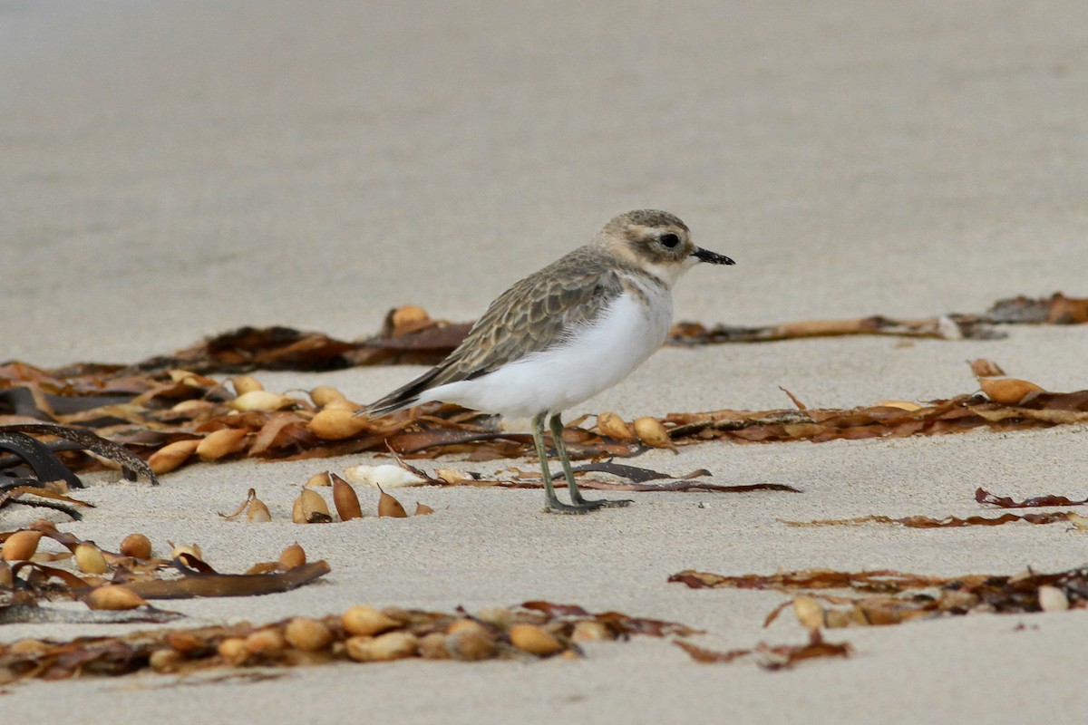 Double-banded Plover - ML302927721