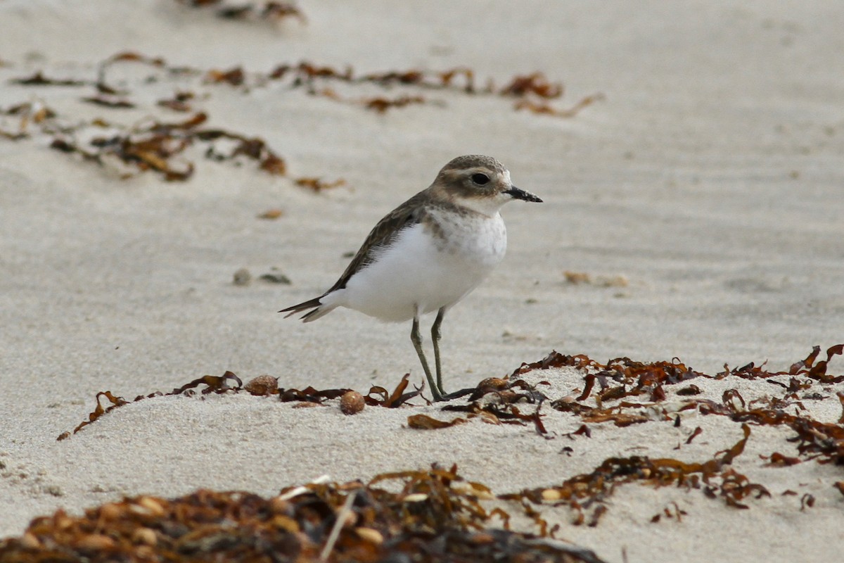 Double-banded Plover - ML302927741