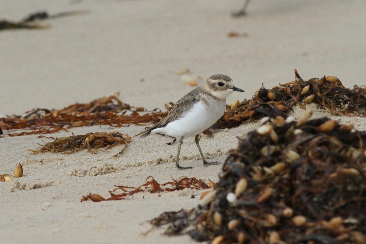 Double-banded Plover - ML302927761