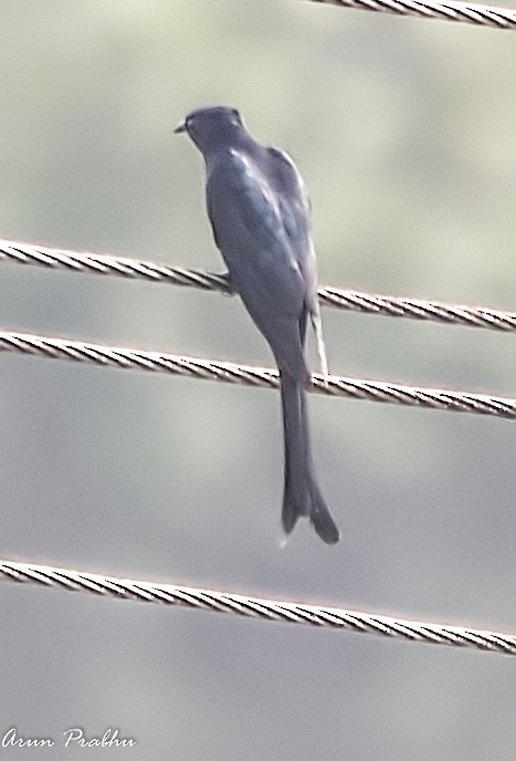 Fork-tailed Drongo-Cuckoo - Arun Prabhu