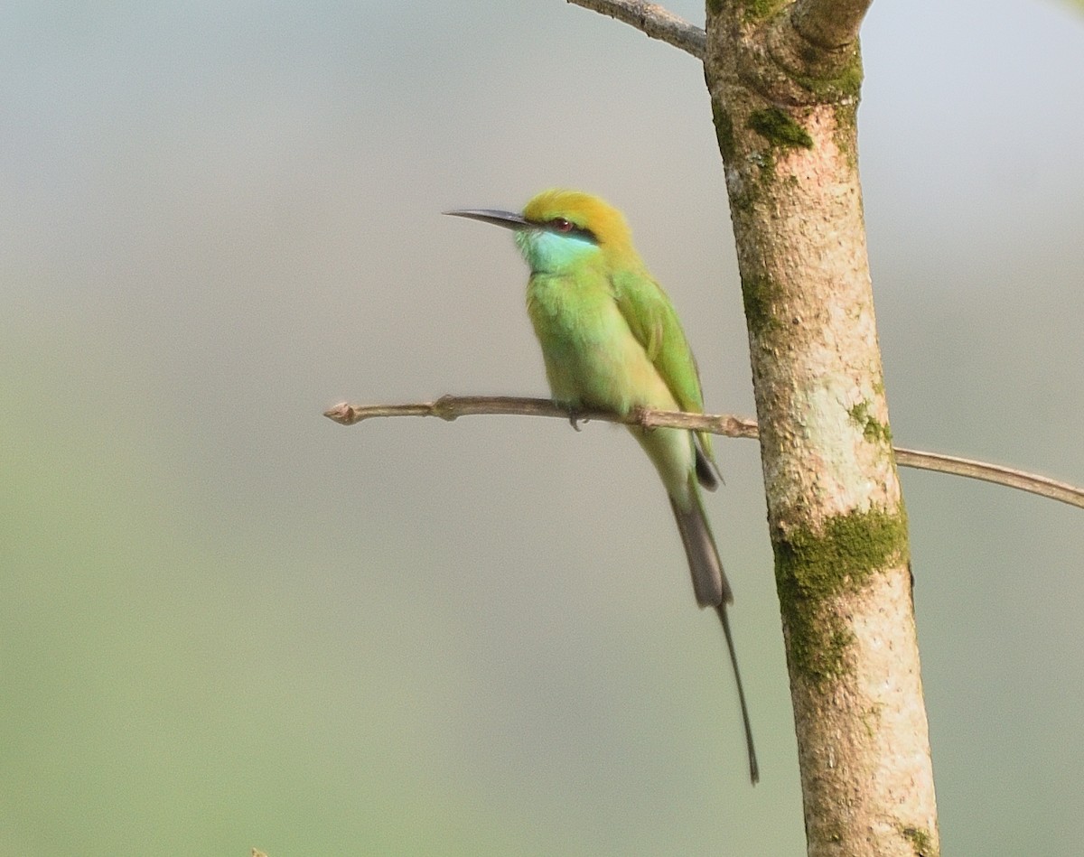 Asian Green Bee-eater - ML302933021