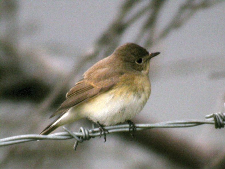 Red-breasted Flycatcher - ML302934641