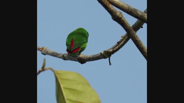 Blue-crowned Hanging-Parrot - ML302938201
