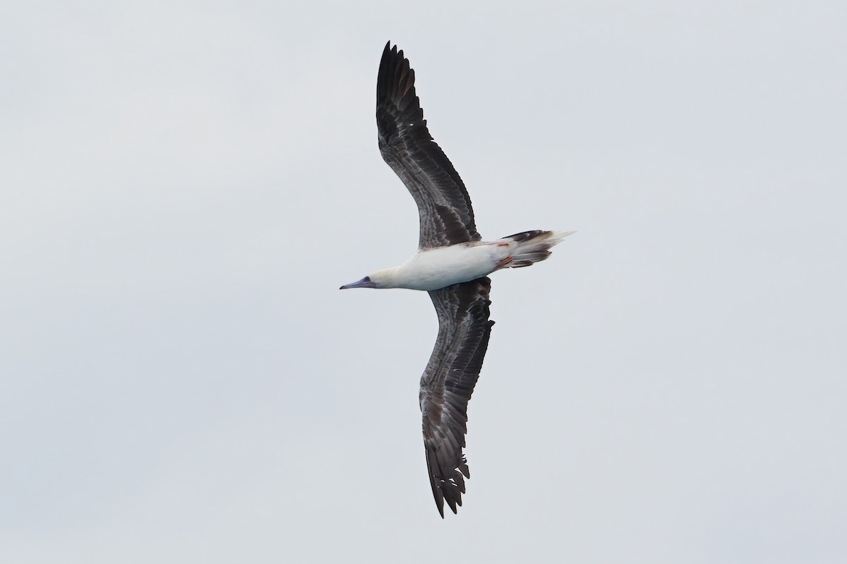 Red-footed Booby - Jon Irvine