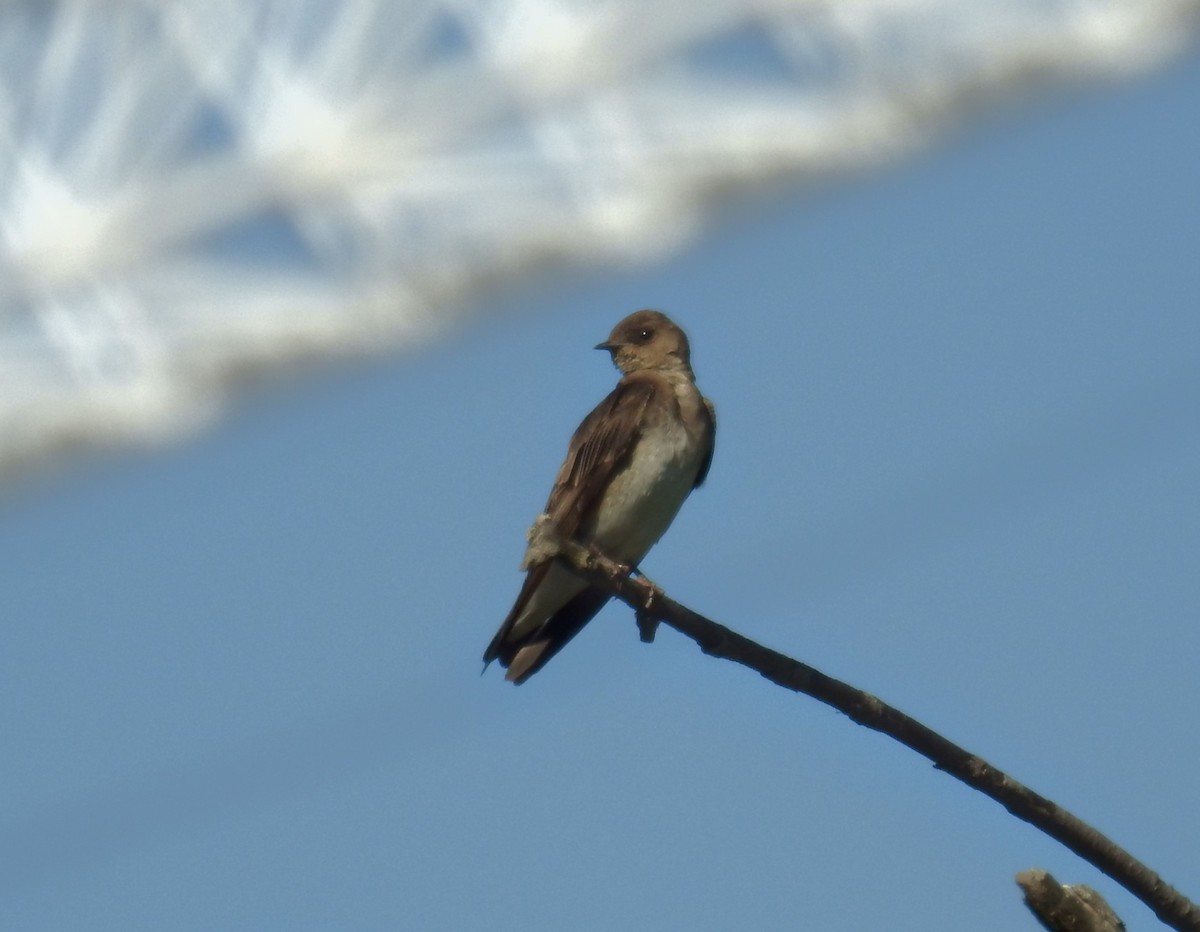 Northern Rough-winged Swallow - ML30293991