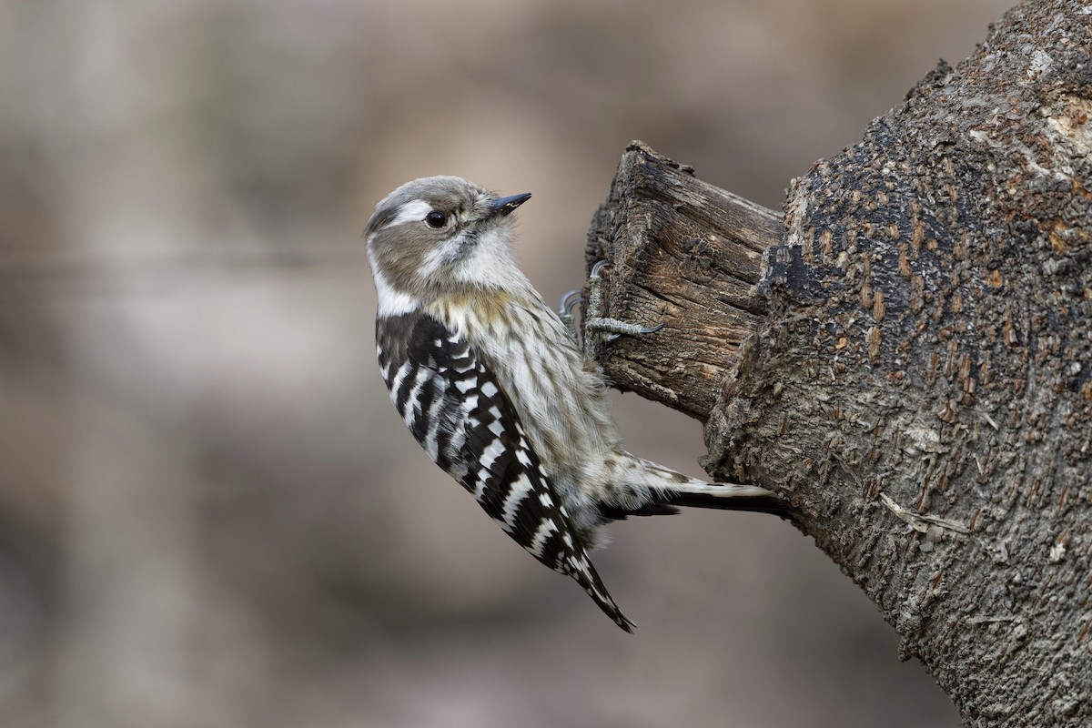 Japanese Pygmy Woodpecker - Robert Cousins