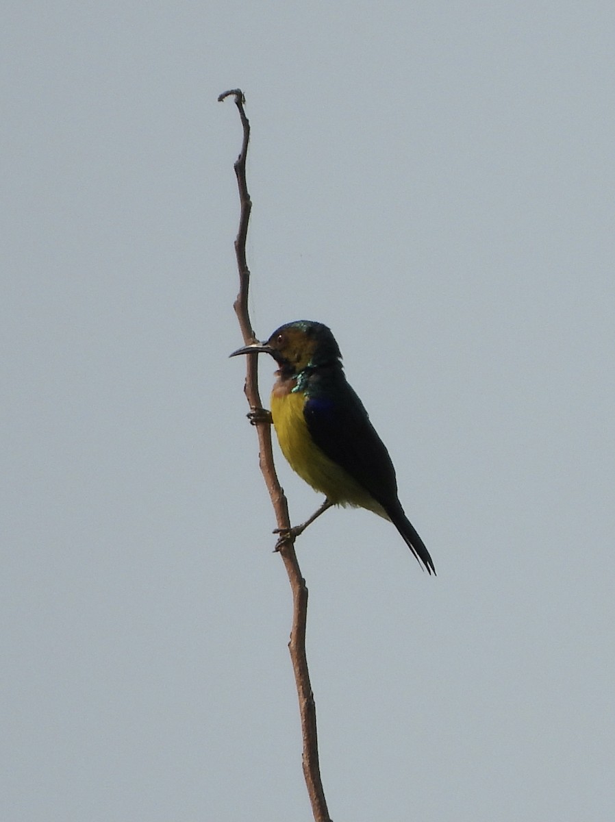 Brown-throated Sunbird - ML302944131
