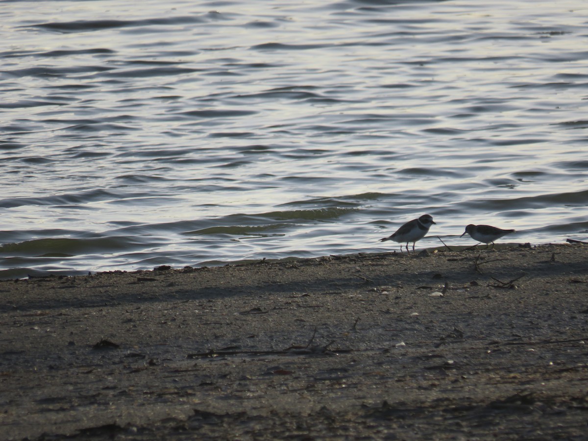 Semipalmated Plover - ML302948481