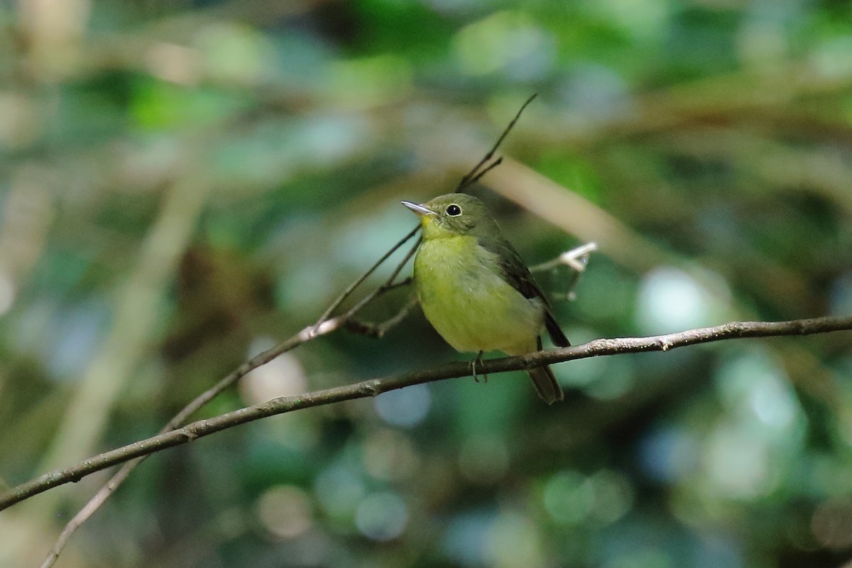 Green-backed Flycatcher - krishna gopagondanahalli