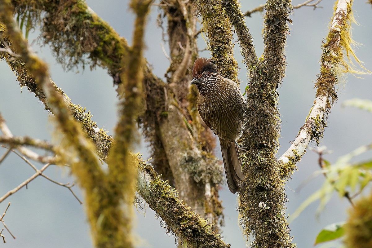 Striated Laughingthrush - Vincent Wang