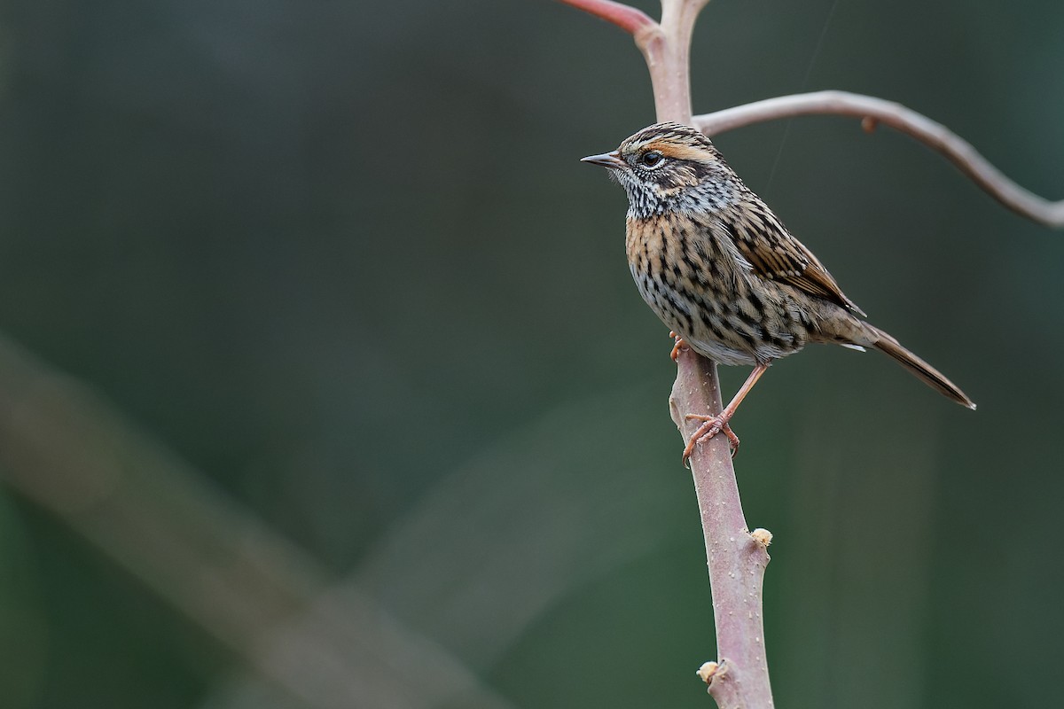 Rufous-breasted Accentor - Vincent Wang