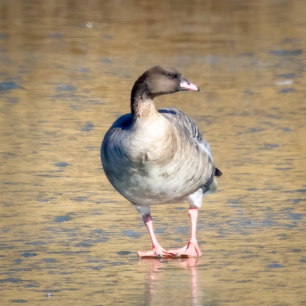 Pink-footed Goose - Bill Shupp