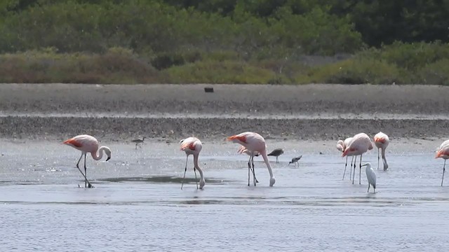 Chilean Flamingo - ML302953431