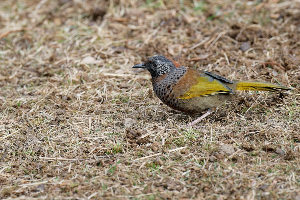 Chestnut-crowned Laughingthrush - ML302953481