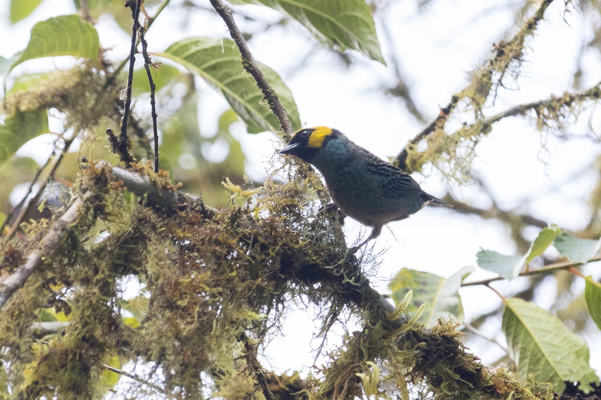 Saffron-crowned Tanager - ML302956931