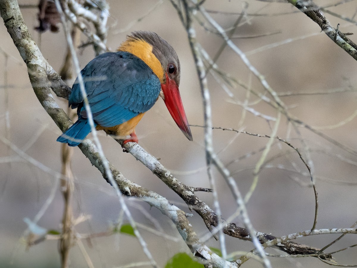 Stork-billed Kingfisher - Anonymous