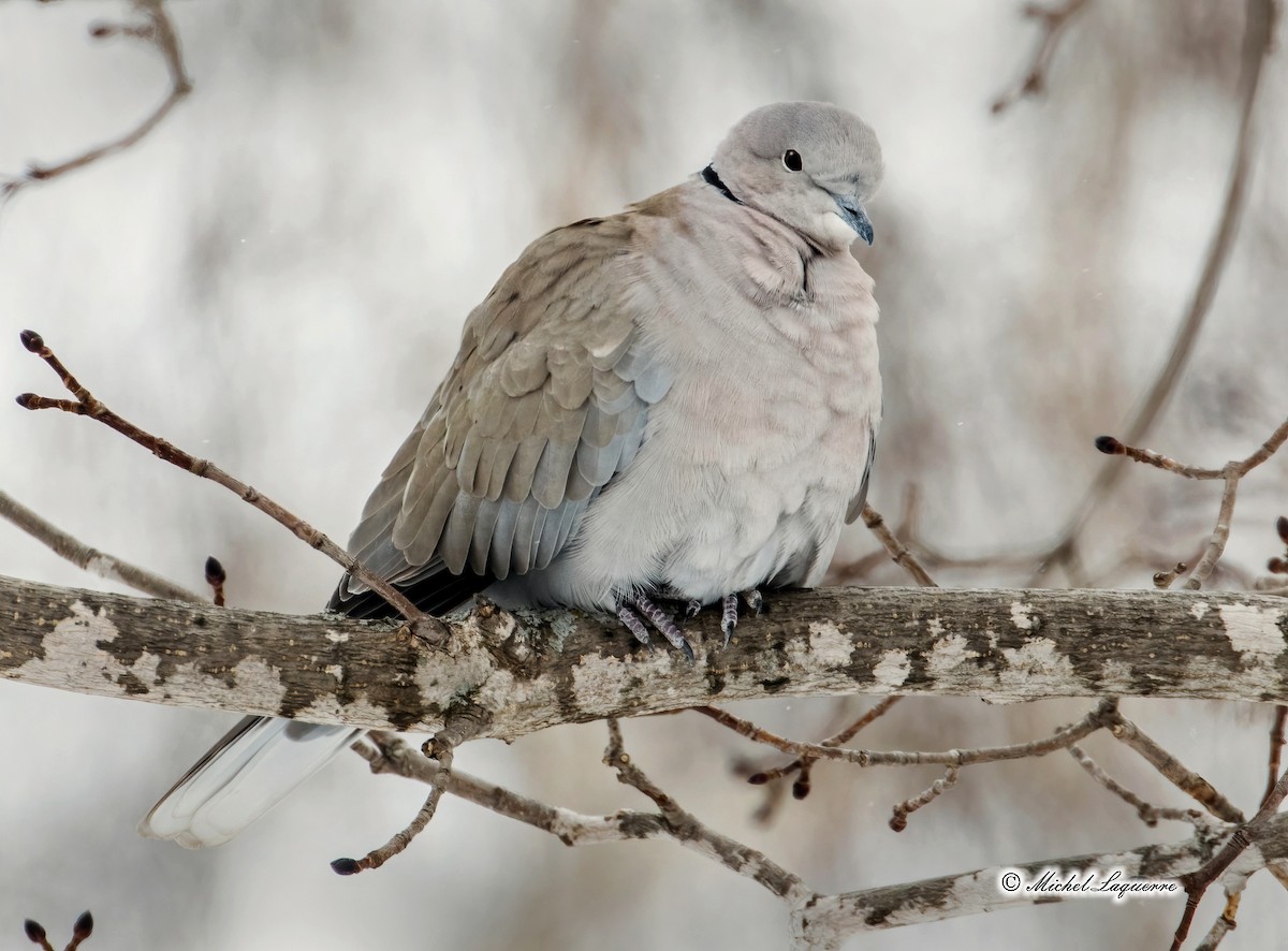 Eurasian Collared-Dove - ML302960821