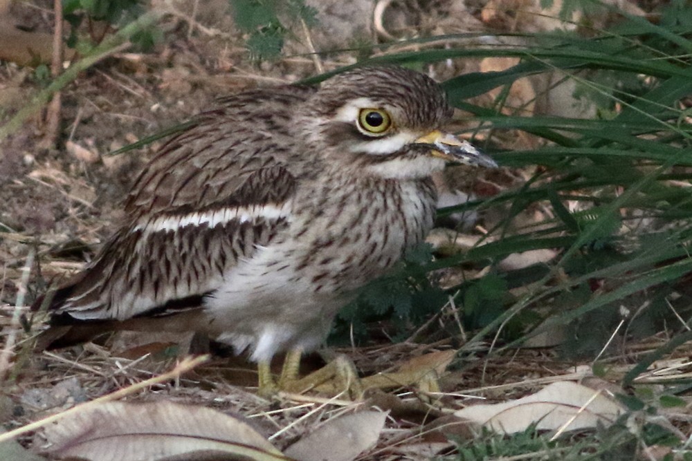 Indian Thick-knee - Ains Priestman