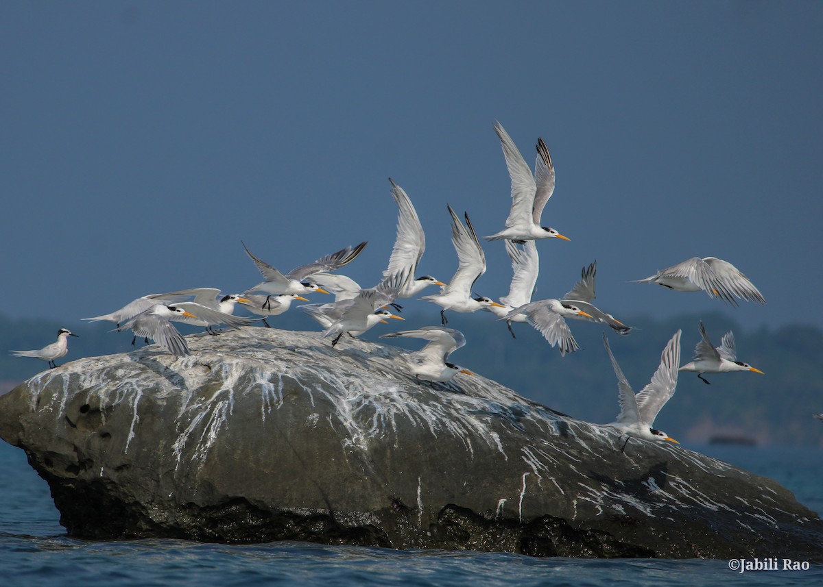Lesser Crested Tern - Jabili - Tribesmen.in