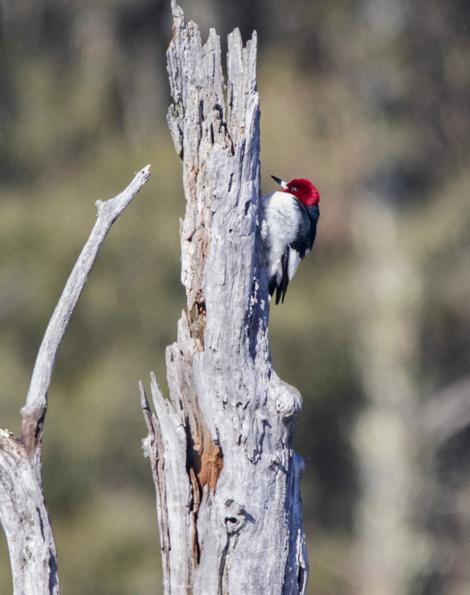 Red-headed Woodpecker - ML302974551