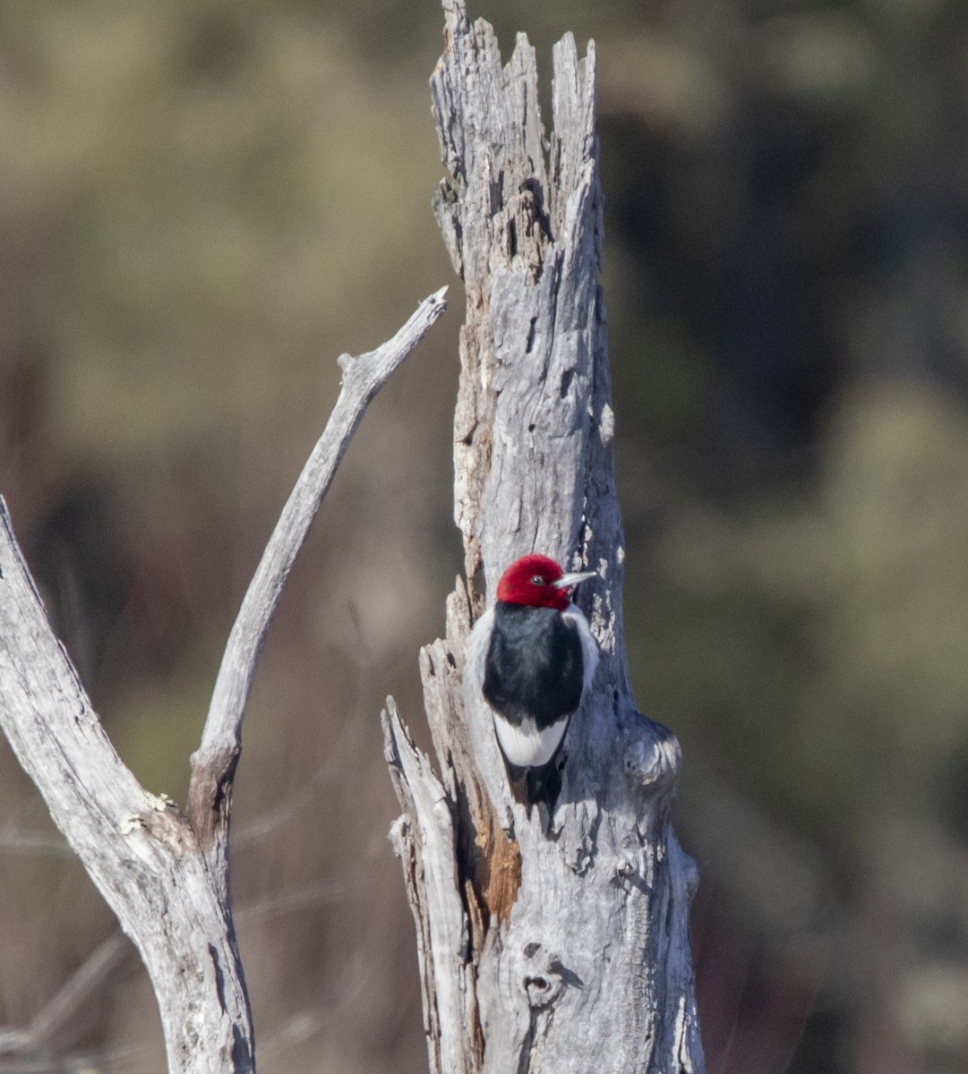 Red-headed Woodpecker - ML302974581