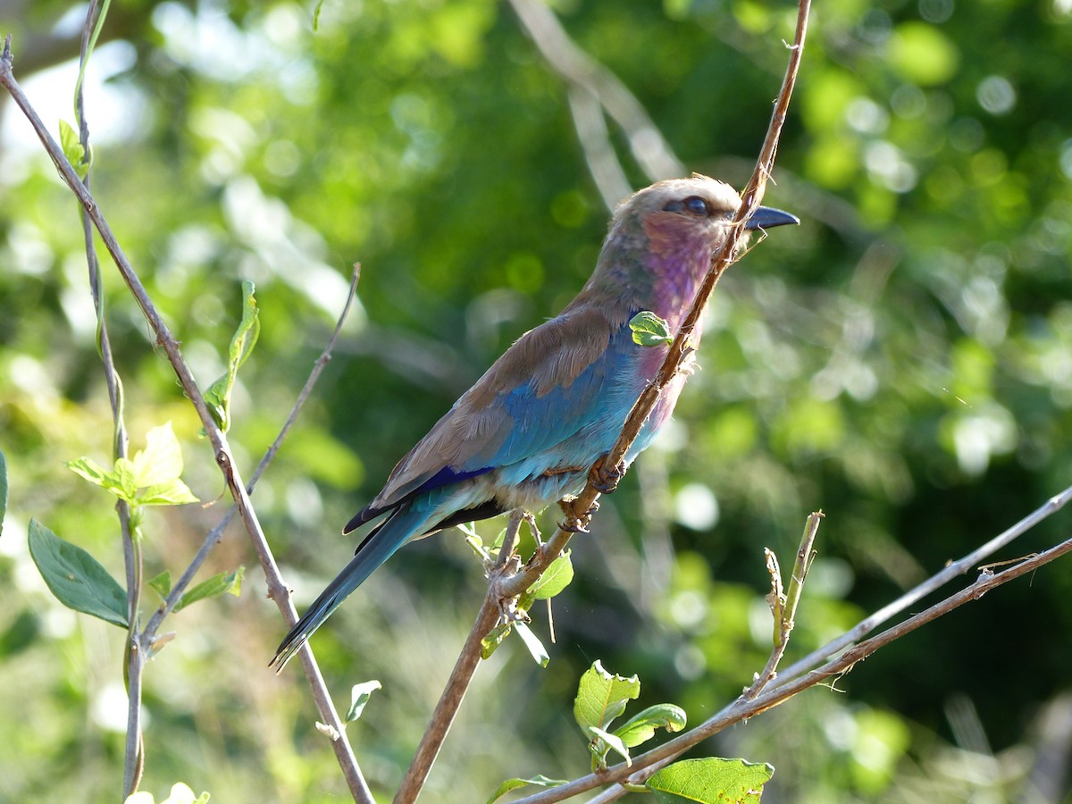 Lilac-breasted Roller - ML302974611
