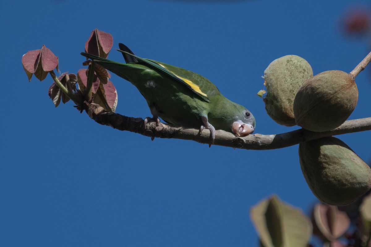 White-winged Parakeet - Kenneth Pinnow