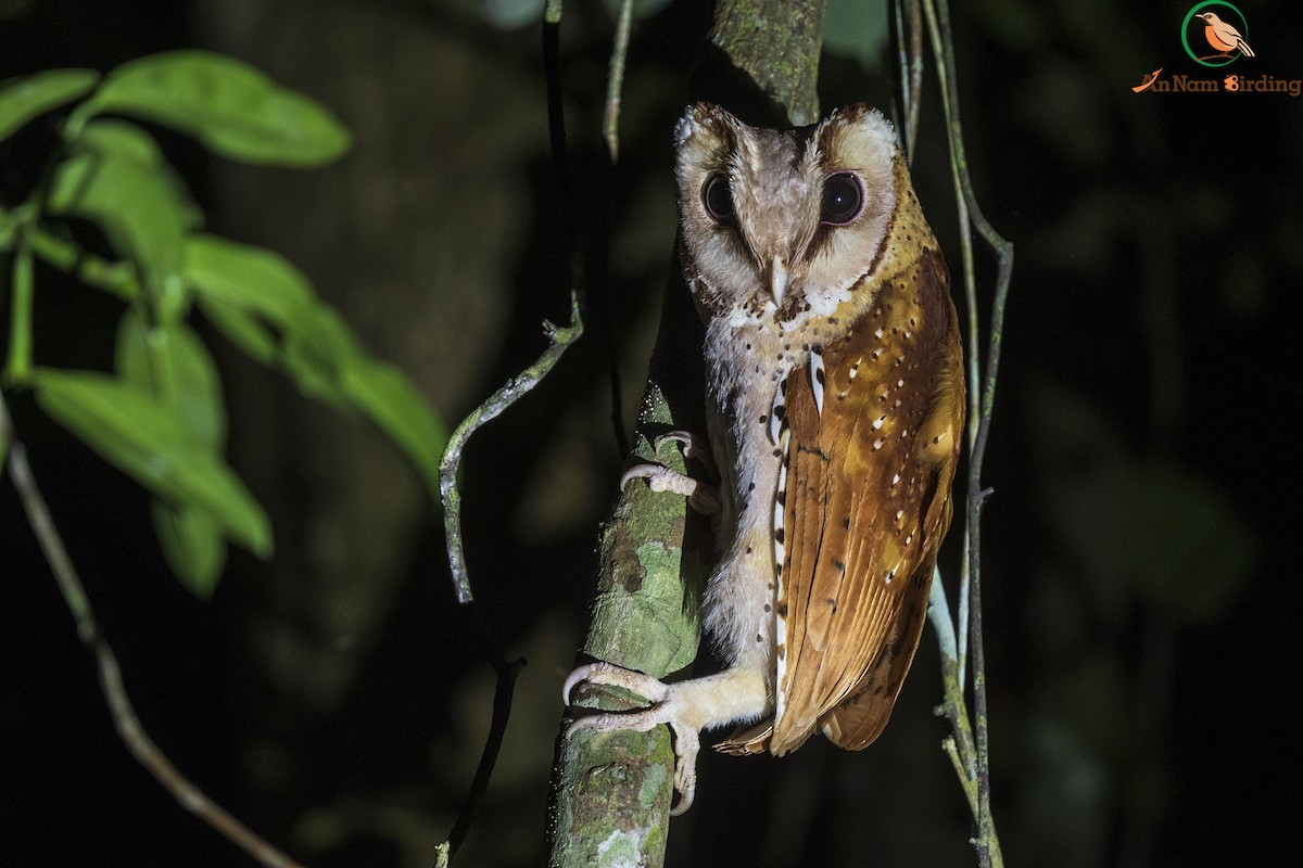 Oriental Bay-Owl - Dinh Thinh