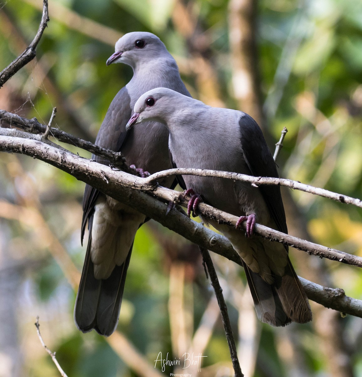 Malabar Imperial-Pigeon - Ashwini Bhatt