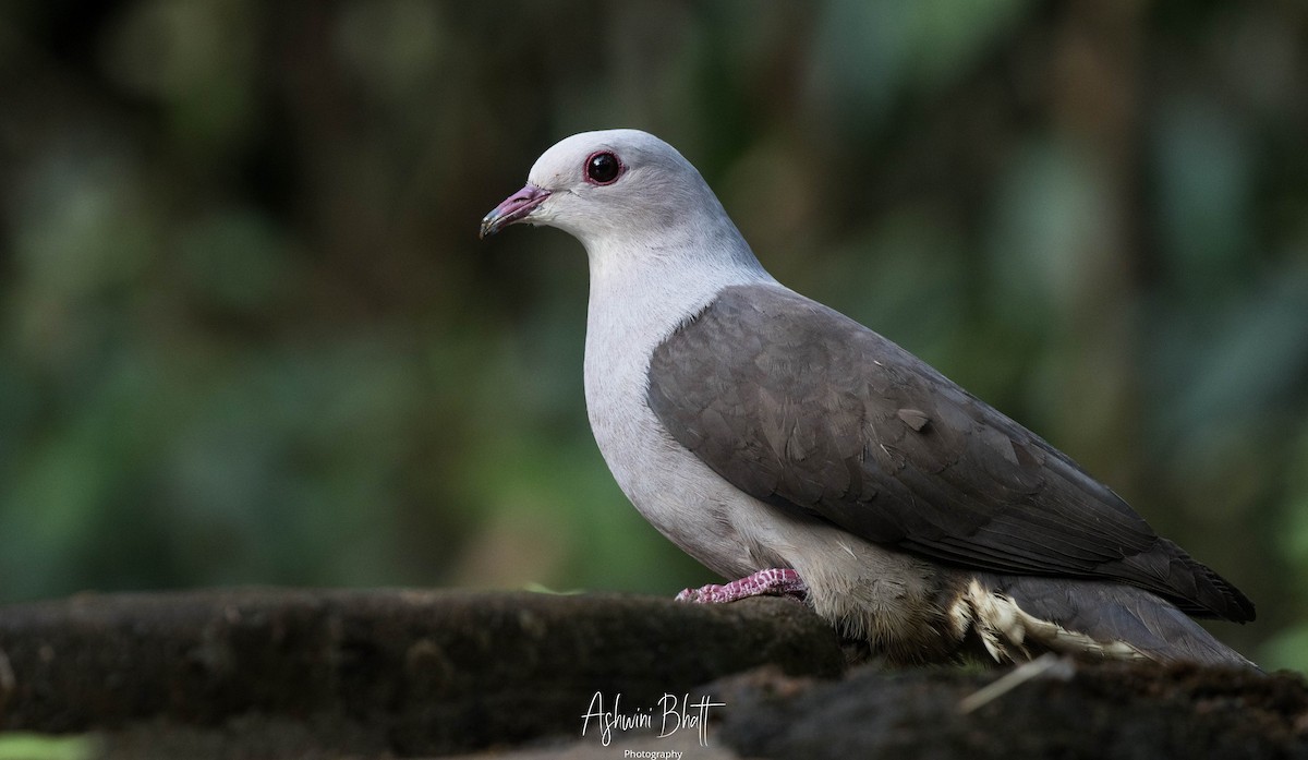 Malabar Imperial-Pigeon - ML302980981