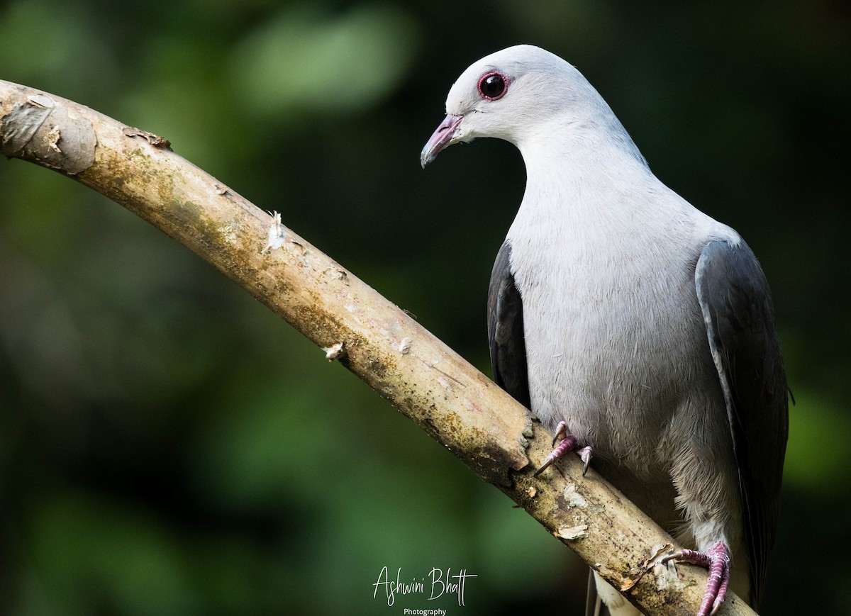Malabar Imperial-Pigeon - ML302981001