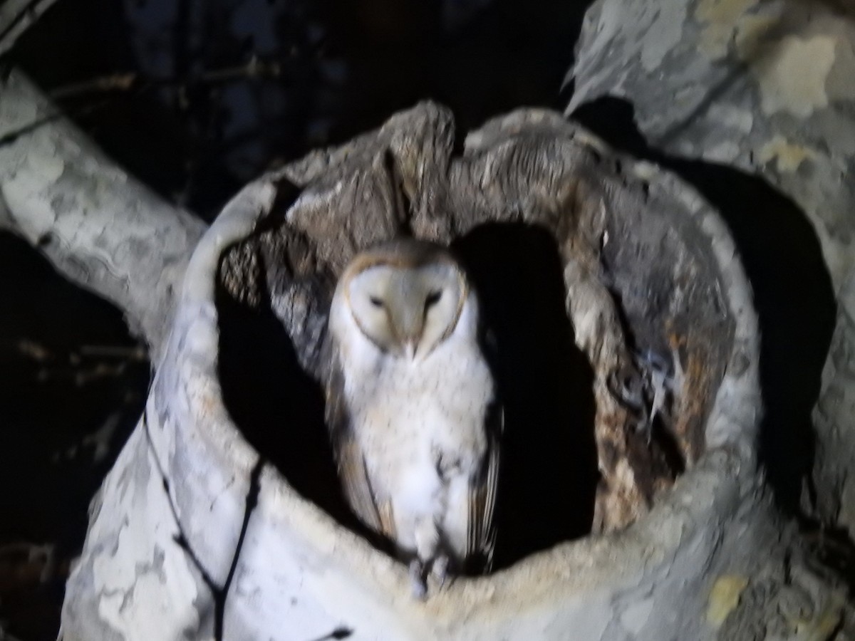 Barn Owl - Sheikh Riyaz