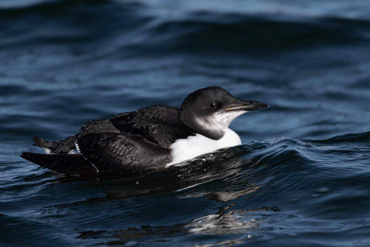 Thick-billed Murre - ML302987201
