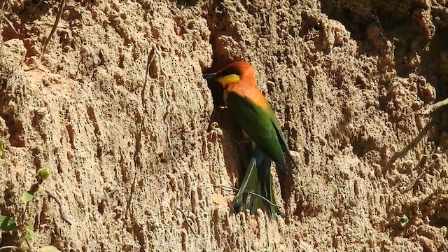 Chestnut-headed Bee-eater - ML303000291