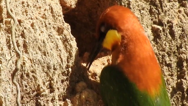 Chestnut-headed Bee-eater - ML303001491