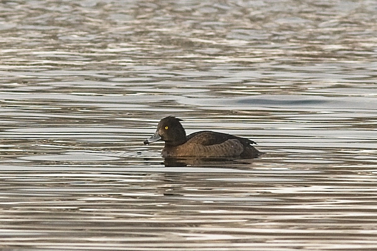 Tufted Duck - Terry Boswell