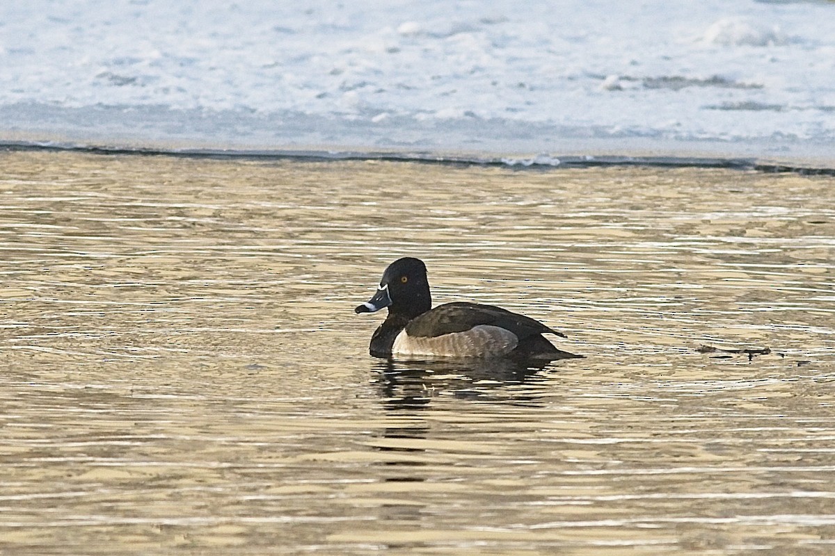 Ring-necked Duck - ML303002721