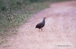  - Handsome Spurfowl