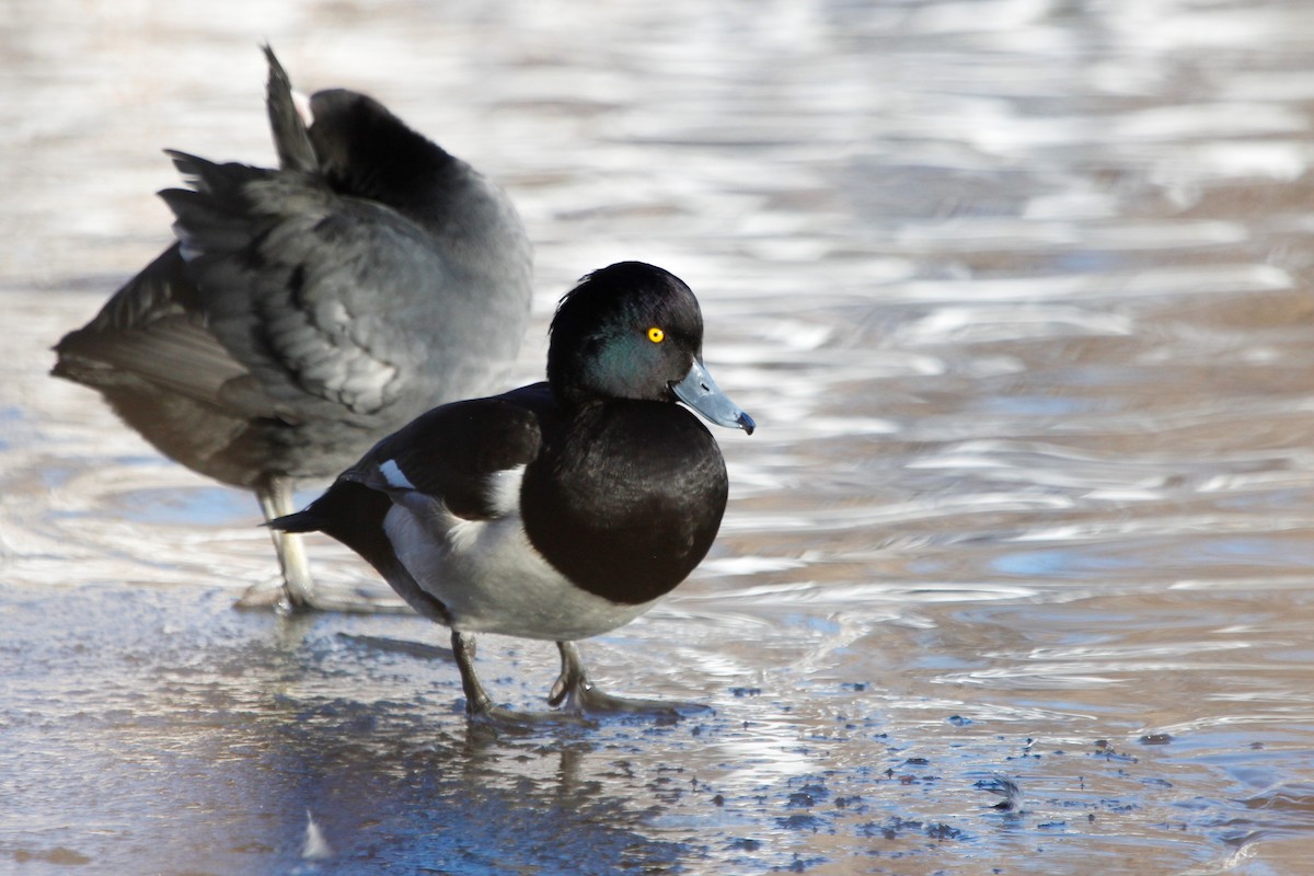 Tufted Duck - ML303006001
